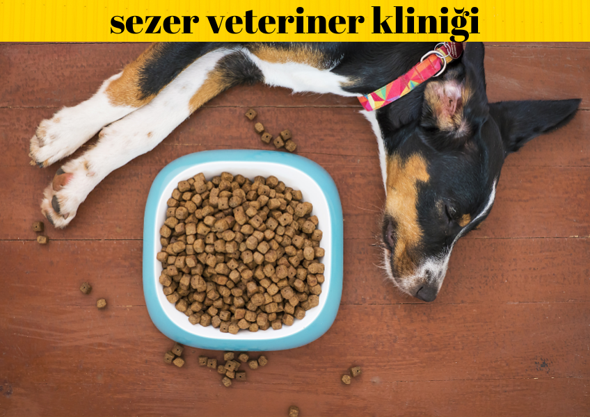 ''Köpek Mamalarının Saklanma Koşulları ve Muhafaza Yöntemleri''